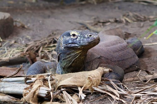 lizard  reptile  wildlife