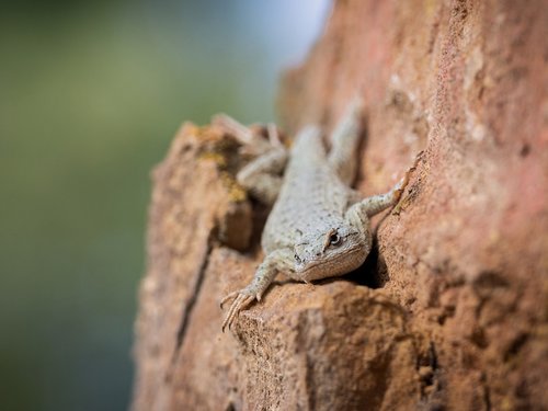 lizard  reptile  nature