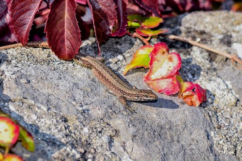lizard  nature  reptile