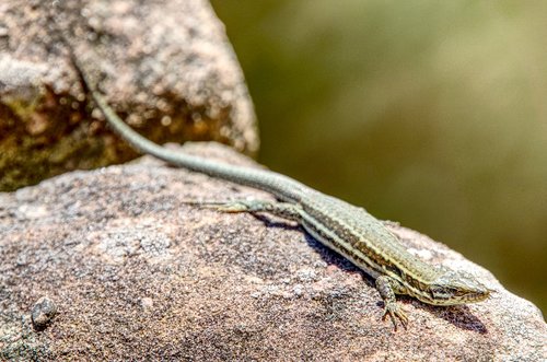 lizard  wall lizard  reptile