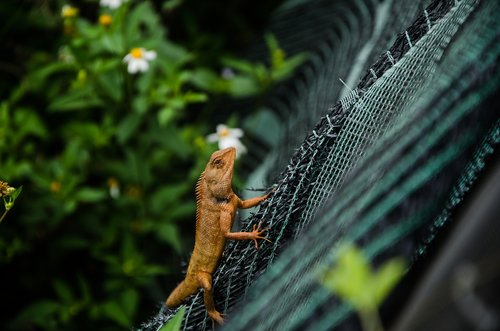 lizard  garden  animal