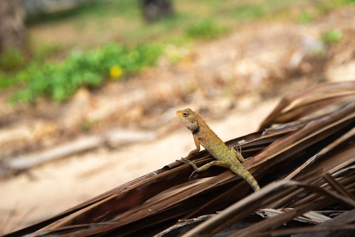 lizard  iguana  asia