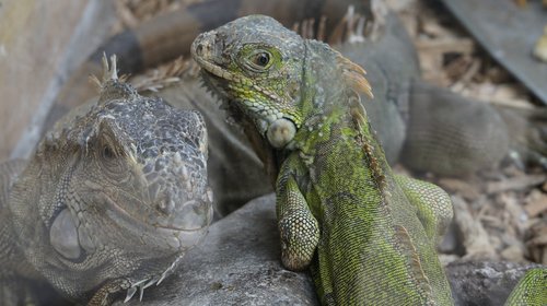 lizard  iguana  reptile