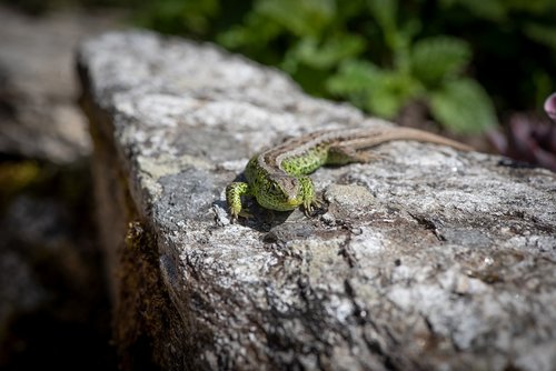 lizard  stone  green