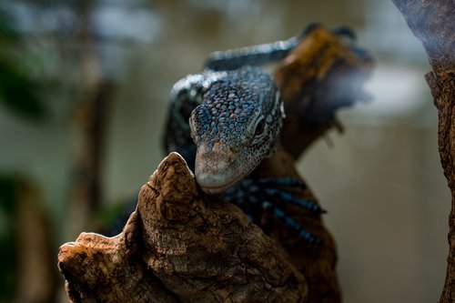 lizard  zoo  reptile
