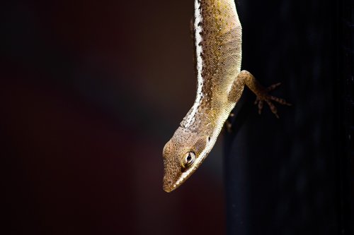 lizard  reptile  iguana
