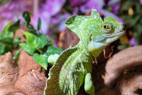 lizard  reptile  terrarium