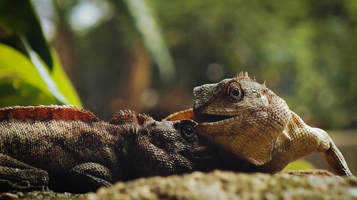 lizard  iguana  close up