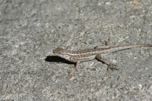 lizard creature nature