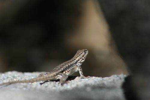 lizard reptile nature