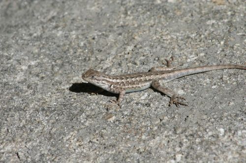 lizard reptilian nature
