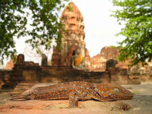 lizard reptile temple