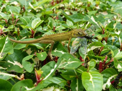 lizard dragonfly nature