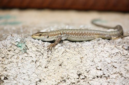 lizard animal reptile