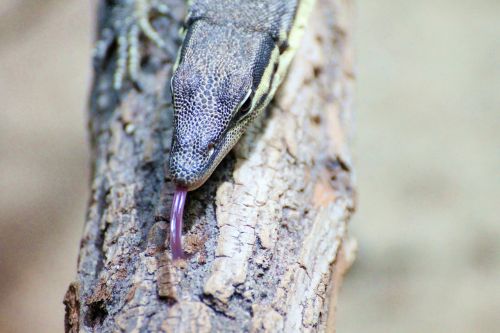 lizard iguana camouflage