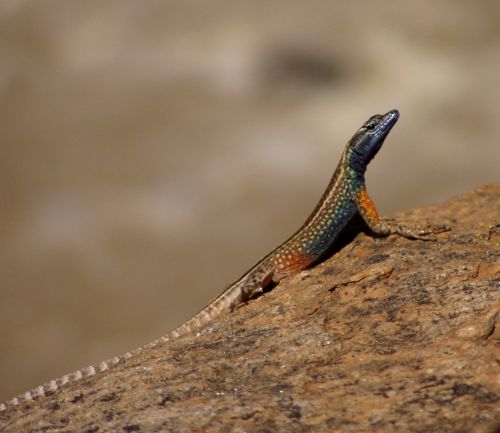 lizard nature colorful