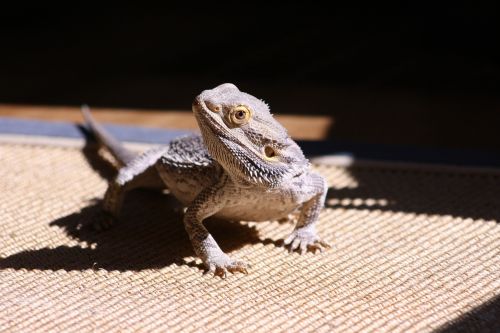 lizard bearded dragon reptile