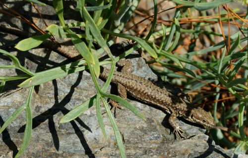 lizard reptile sun