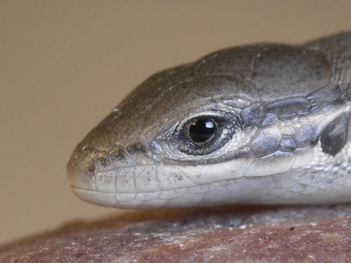 lizard insect macro