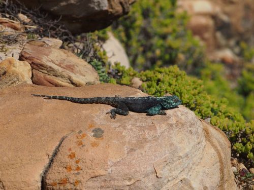 lizard animal south africa