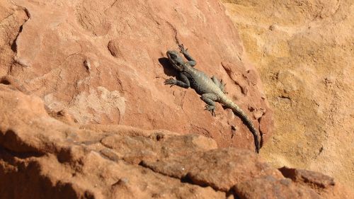 lizard desert sandstone