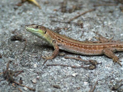 lizard animal nature