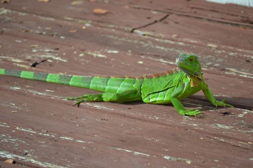 lizard green lizard united states