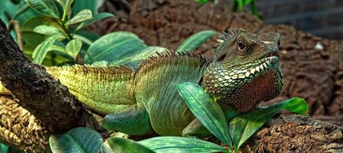 lizard bergamot game reptile
