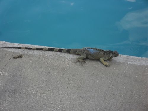 lizard gecko animal