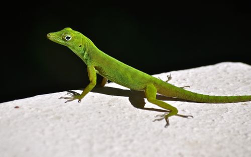 lizard rainforest natural