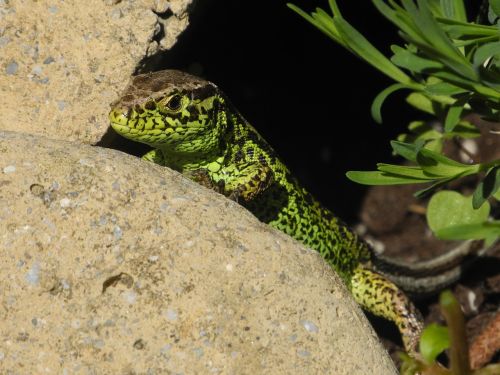 lizard green stone