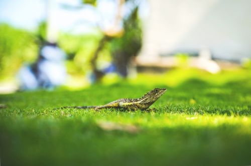 lizard grass green