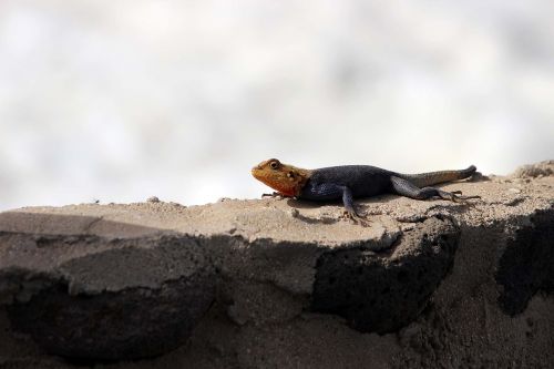 lizard animal reptile