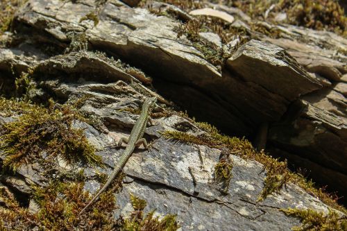 lizard rock animal