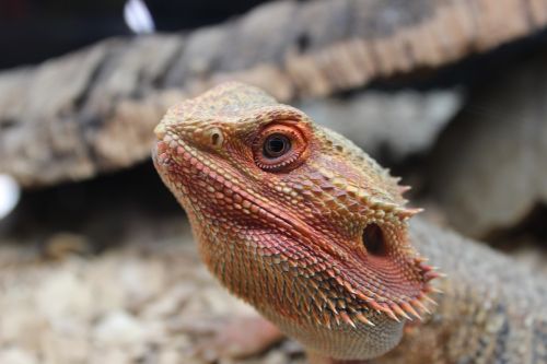 lizard bearded dragon