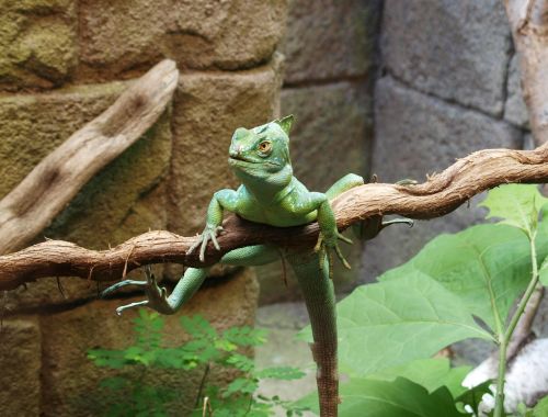 lizard reptile green