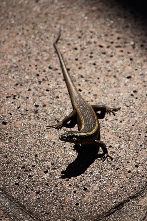 lizard africa reptile