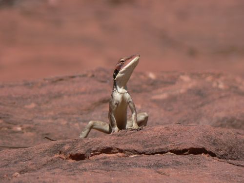 lizard desert reptile