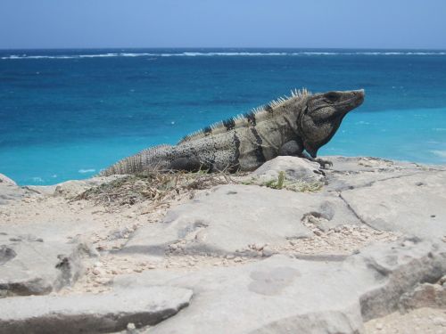 lizard iguana tulum