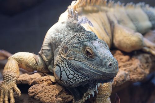 lizard zoo iguana