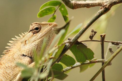 lizard nature cute