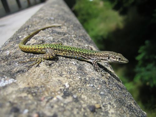 lizard creature reptile