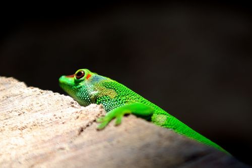 lizard reptile colorful