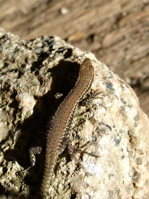 lizard reptile stone