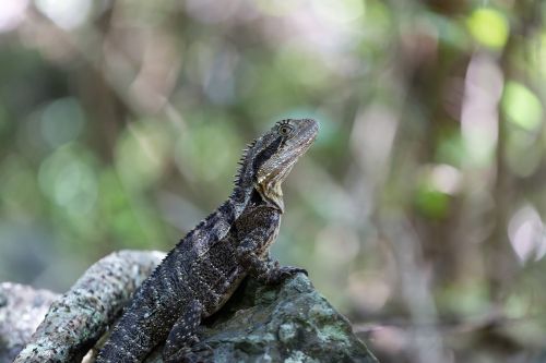 lizard reptile wildlife