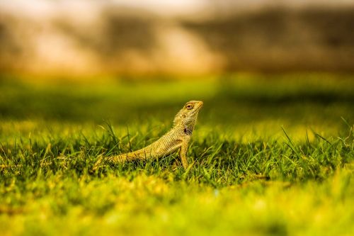 lizard grass nature