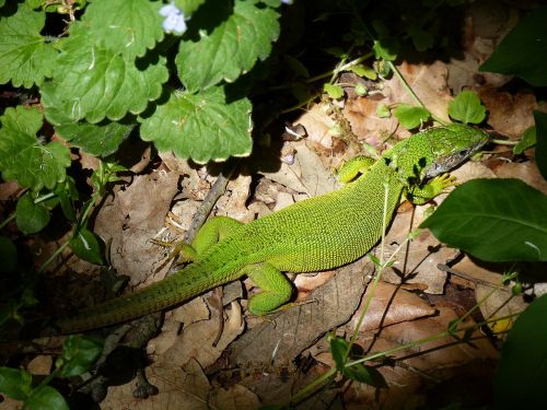 lizard forest reptile