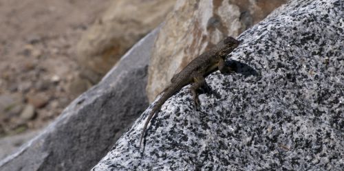 Lizard On Rock