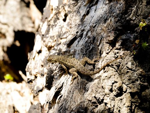 Lizard On Tree Trunk