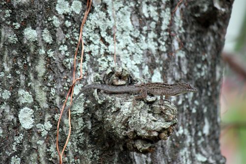 Lizard Standing On The Tree Stem